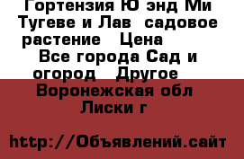 Гортензия Ю энд Ми Тугеве и Лав, садовое растение › Цена ­ 550 - Все города Сад и огород » Другое   . Воронежская обл.,Лиски г.